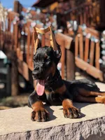 MAXIMUS, a male Doberman Pinscher for sale in Madera, CA – Photo 2 of 8