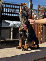 MAXIMUS, a male Doberman Pinscher for sale in Madera, CA – Photo 7 of 8