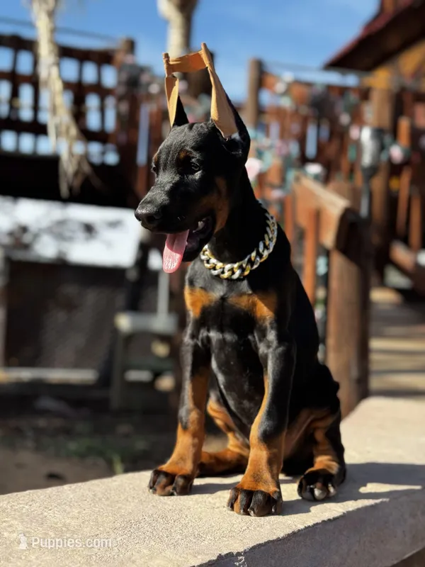 MAXIMUS – Doberman Pinscher puppy for sale in Madera, CA
