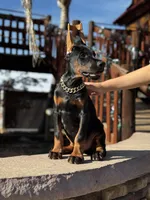 MAXIMUS, a male Doberman Pinscher for sale in Madera, CA – Photo 4 of 8
