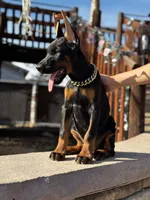 MAXIMUS, a male Doberman Pinscher for sale in Madera, CA – Photo 8 of 8
