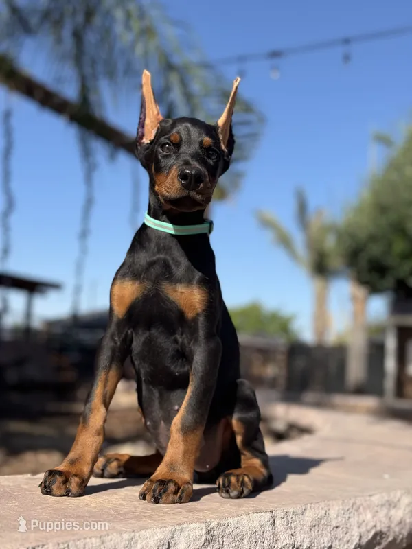 Katana – Doberman Pinscher puppy for sale in Madera, CA