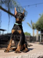 Katana, a female Doberman Pinscher for sale in Madera, CA – 1 of 6