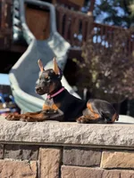 Mileena, a female Doberman Pinscher for sale in Madera, CA – 5 of 6