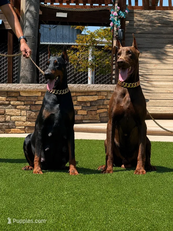 ‼️Coming Soon‼️  – Doberman Pinscher puppy for sale in Madera, CA