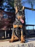 LUNA, a female Doberman Pinscher for sale in Madera, CA – 3 of 4