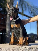 LUNA, a female Doberman Pinscher for sale in Madera, CA – 4 of 4
