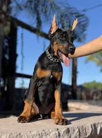 LUNA, a female Doberman Pinscher for sale in Madera, CA – 2 of 4