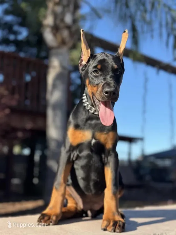 LUNA – Doberman Pinscher puppy for sale in Madera, CA