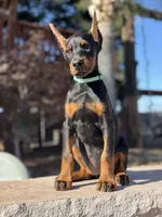 Katana, a female Doberman Pinscher for sale in Madera, CA – 2 of 6