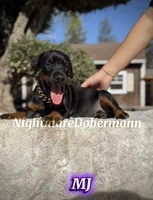 MJ, a female Doberman Pinscher for sale in Madera, CA – 4 of 8