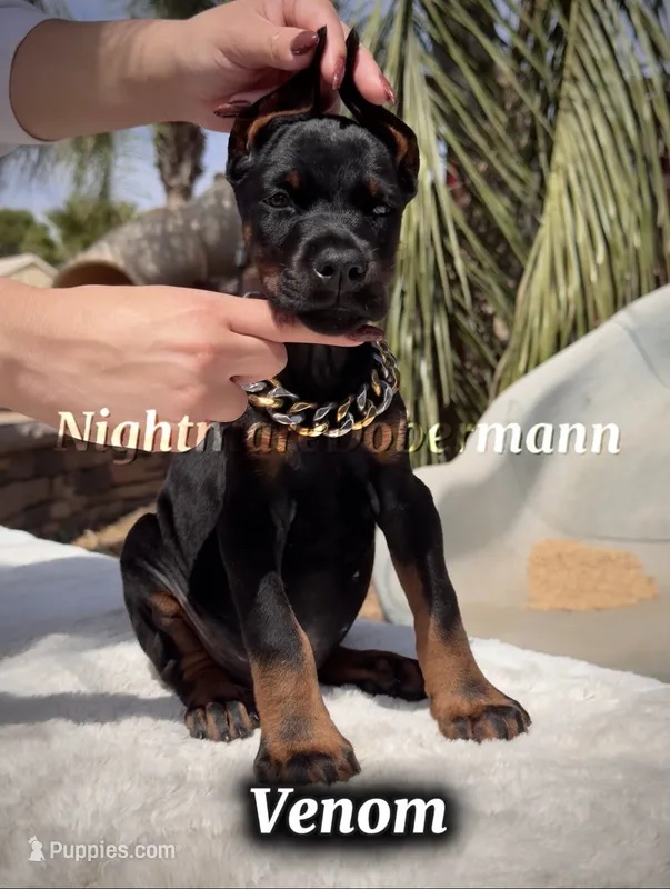 Venom – Doberman Pinscher puppy for sale in Madera, CA