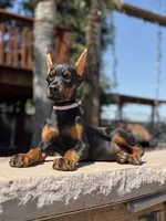 Sonya, a female Doberman Pinscher for sale in Madera, CA – 3 of 5