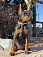 Sindel, a female Doberman Pinscher for sale in Madera, CA – 2 of 5