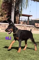 MJ, a female Doberman Pinscher for sale in Madera, CA – 2 of 6