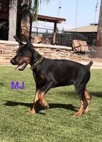 MJ, a female Doberman Pinscher for sale in Madera, CA – 1 of 6