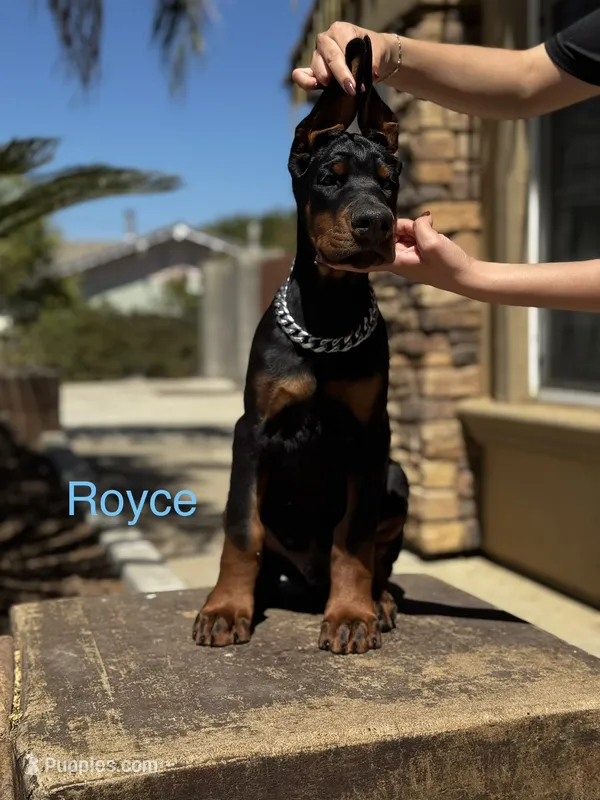 Royce  – Doberman Pinscher puppy for sale in Madera, CA