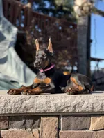 Mileena, a female Doberman Pinscher for sale in Madera, CA – 4 of 6