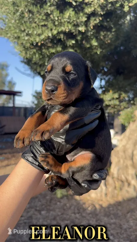 Eleanor – Doberman Pinscher puppy for sale in Madera, CA