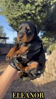 Eleanor, a female Doberman Pinscher for sale in Madera, CA – 1 of 3
