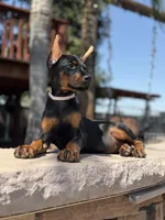 Sonya, a female Doberman Pinscher for sale in Madera, CA – 4 of 5