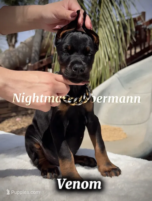 Venom – Doberman Pinscher puppy for sale in Madera, CA