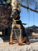 Sindel, a female Doberman Pinscher for sale in Madera, CA – 1 of 5