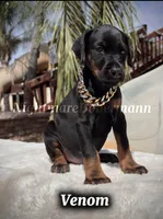 Venom, a male Doberman Pinscher for sale in Madera, CA – 4 of 8