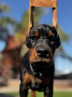 Dolce, a female Doberman Pinscher for sale in Madera, CA – Photo 3 of 6