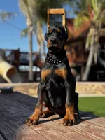 Dolce, a female Doberman Pinscher for sale in Madera, CA – Photo 1 of 6