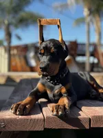 Dolce, a female Doberman Pinscher for sale in Madera, CA – Photo 2 of 6