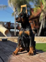 Dolce, a female Doberman Pinscher for sale in Madera, CA – Photo 5 of 6