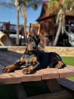 Dolce, a female Doberman Pinscher for sale in Madera, CA – Photo 4 of 6