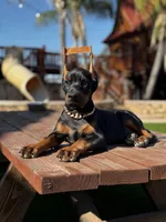 Chanel, a female Doberman Pinscher for sale in Madera, CA – Photo 5 of 5