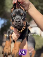 MJ, a female Doberman Pinscher for sale in Madera, CA – 2 of 8