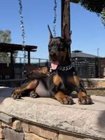 MIRACLE, a female Doberman Pinscher for sale in Madera, CA – 2 of 5