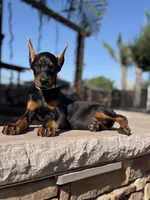 Katana, a female Doberman Pinscher for sale in Madera, CA – 4 of 6