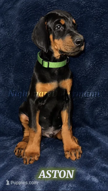 Aston – Doberman Pinscher puppy for sale in Madera, CA