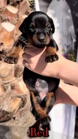 ‼️Black/rust male‼️, a male Doberman Pinscher for sale in Madera, CA – Photo 1 of 2