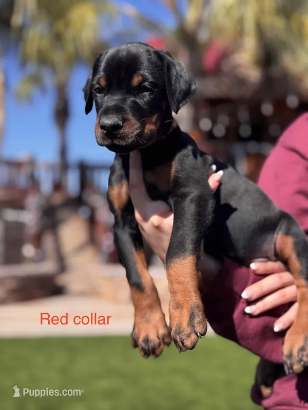 Ferrari – Doberman Pinscher puppy for sale in Madera, CA