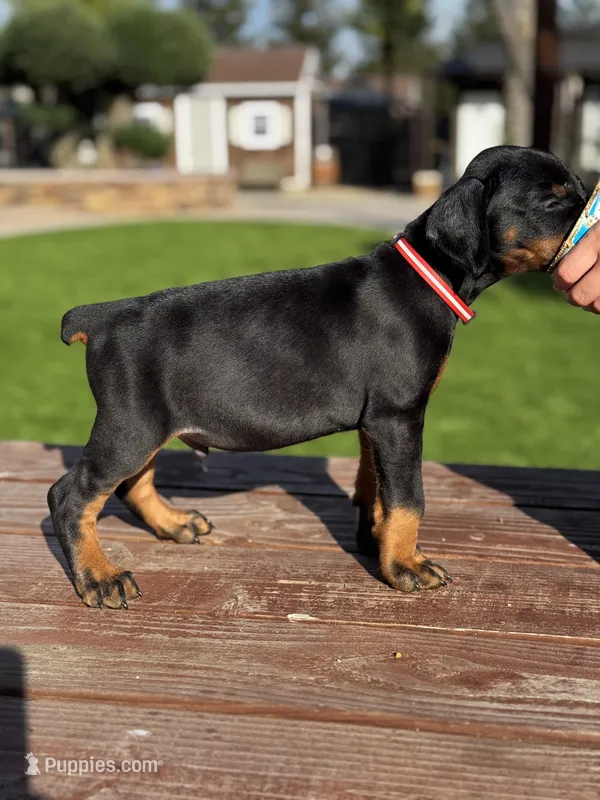 Ferrari – Doberman Pinscher puppy for sale in Madera, CA