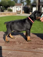 Ferrari, a male Doberman Pinscher for sale in Madera, CA – Photo 1 of 2