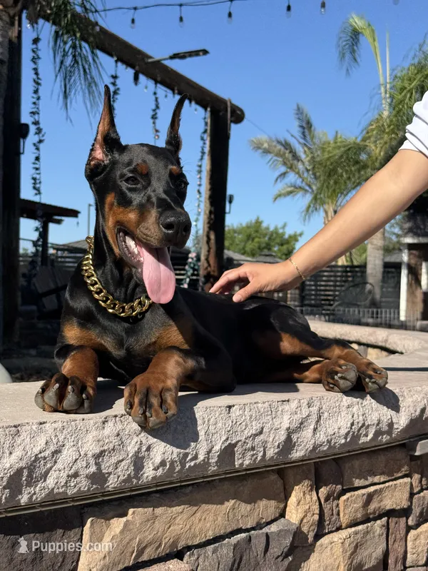 Sonya – Doberman Pinscher puppy for sale in Madera, CA