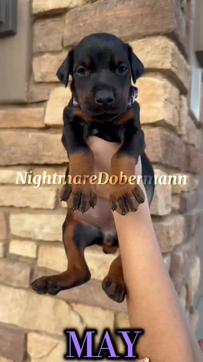 May, a female Doberman Pinscher for sale in Madera, CA – 2 of 3