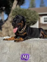 MJ, a female Doberman Pinscher for sale in Madera, CA – 6 of 8