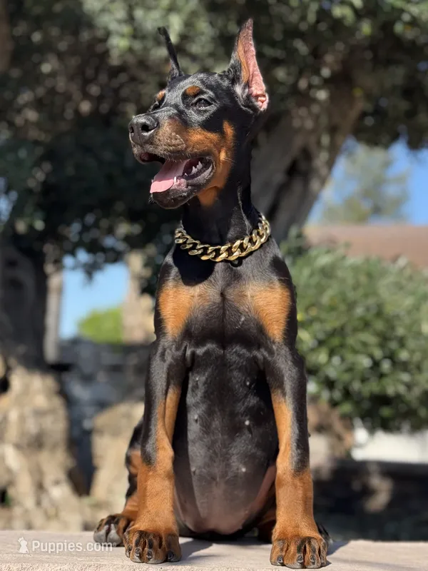 Sonya – Doberman Pinscher puppy for sale in Madera, CA
