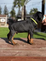 Jaguar, a male Doberman Pinscher for sale in Madera, CA – Photo 2 of 2
