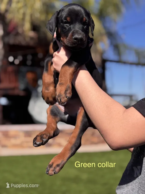 Jaguar – Doberman Pinscher puppy for sale in Madera, CA