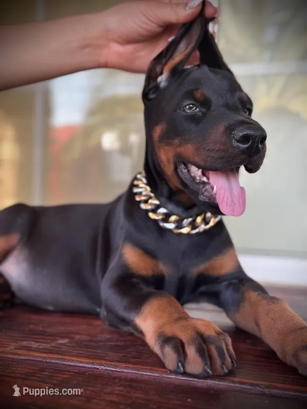 Jaguar – Doberman Pinscher puppy for sale in Madera, CA