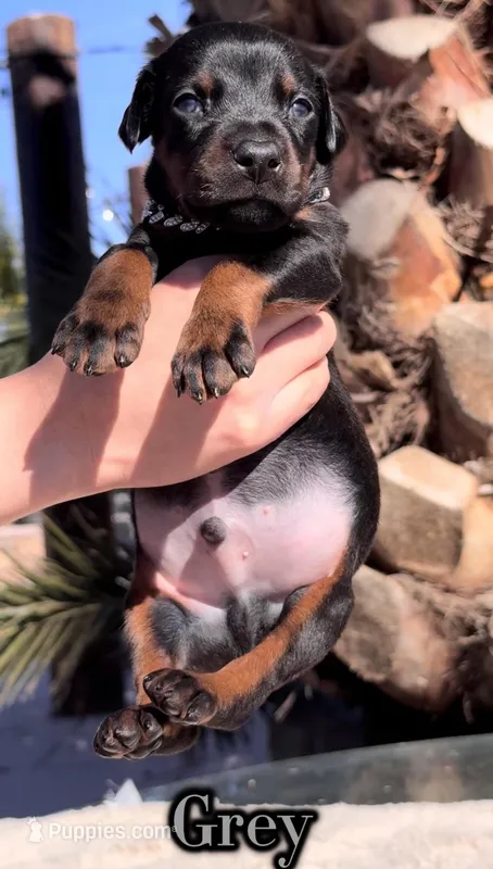 ‼️Black/rust male‼️ – Doberman Pinscher puppy for sale in Madera, CA